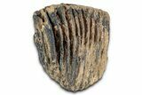 Palaeoloxodon (Mammoth Relative) Molar - Hungary #357030-7